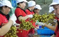 Quý I/2019, xuất khẩu nông, lâm, thủy sản của Việt Nam giảm gần 3%