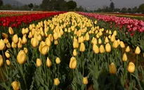 Thỏa sức chiêm ngưỡng vườn hoa tulip lớn nhất châu Á