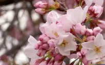 Rực rỡ mùa hoa anh đào tại Washington D.C (Mỹ)