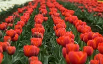Vườn hoa tulip lớn nhất châu Á mở cửa đón khách