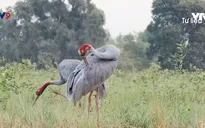 Môi trường thay đổi, lượng sếu đầu đỏ về Tràm Chim ngày càng ít đi