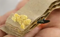 Sử dụng côn trùng để xử lý rác thải thực phẩm