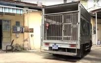 TP.HCM: Đội bắt chó không còn đi bắt chó thả rông