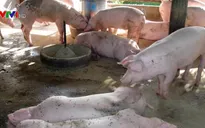 Bùng phát dịch tả lợn châu Phi tại Campuchia