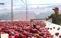 Giá cà phê giảm mạnh, nông dân trữ hàng