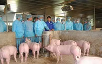 Dịch tả lợn châu Phi đã được kiểm soát