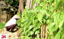 Cao Nhân - Xứ sở của quả cau, lá trầu nơi đất cảng