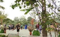 Chờ đón lễ hội hoa ban lần đầu tiên tại Hà Nội