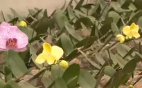 Nông nghiệp công nghệ cao phải đi cùng cây trồng giá trị kinh tế cao