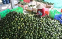 Cam sành mùa nghịch giảm giá mạnh tại ĐBSCL