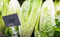 Mỹ: Bùng phát dịch E.coli khiến 72 người mắc bệnh