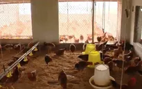 Trại gà nói không với dịch bệnh