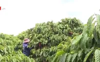 Cà phê Việt Nam "đổ bộ" thị trường Nhật Bản