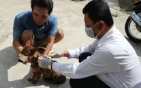Chó dại lại liên tiếp tấn công nhiều người ở Cà Mau