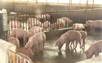 An Giang: Không buôn bán, vận chuyển sản phẩm từ lợn qua biên giới