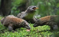 Indonesia: Hòn đảo Rồng Komodo đóng cửa do nạn săn bắt động vật