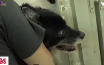 Khó khăn khi xử lý chó thả rông