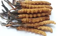 Công dụng Đông trùng hạ thảo thần kỳ ra sao mà có giá tiền tỷ?