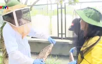 Mùa hoa nhãn nở rộ, người nuôi ong bận rộn thu mật