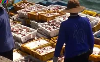 Ngư dân Quảng Ngãi trúng đậm hải sản