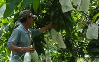 "Mặc áo" cho xoài xuất khẩu