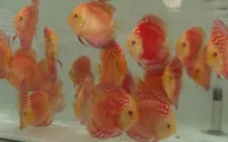 TP.HCM có nhiều tiềm năng xuất khẩu cá cảnh