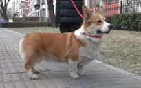 Người Mỹ chi tiêu ngày càng nhiều cho thú cưng