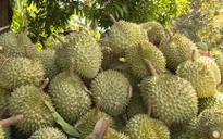 Giá sầu riêng tại Bến Tre giảm sâu kỷ lục