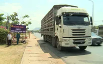 TP.HCM quyết liệt ngăn chặn dịch tả heo Châu Phi