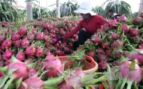 Giá thanh long tăng đột biến