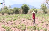 Khô hạn, xâm nhập mặn lan rộng tại Trung Bộ