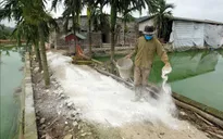 Dịch tả lợn châu Phi vẫn khó kiểm soát