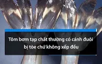 Cách phân biệt tôm bơm tạp chất và tôm sạch
