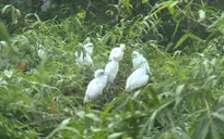 Khám phá vườn cò Bằng Lăng tại Cần Thơ