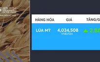 Giá lúa mì phục hồi mạnh