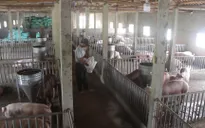 Triển khai nhiều biện pháp đồng bộ phòng, chống dịch tả lợn châu Phi