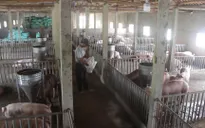 Xuất hiện dịch tả lợn châu Phi tại Hậu Giang