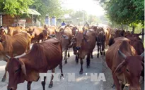Giải pháp phát triển chăn nuôi gia súc ăn cỏ