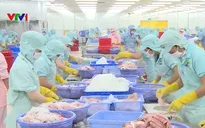 Giá cá tra xuống thấp