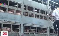 Đồng Nai dồn toàn lực dập dịch tả lợn châu Phi