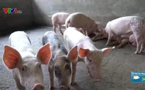 Nguy cơ bùng phát dịch tả lợn châu Phi do địa phương giấu dịch