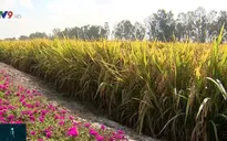 Sử dụng giống lúa thích ứng hạn mặn - Lối ra cho người trồng lúa ĐBSCL