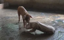 Nguy cơ lây lan dịch tả heo Châu Phi ở ĐBSCL