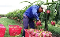 Bình Thuận xây dựng vùng nguyên liệu thanh long an toàn