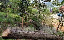 Rừng thông Lâm Hà (Lâm Đồng) lại bị chặt phá