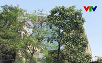 Ngỡ ngàng hoa sữa nở đầu tháng 5 khi thời tiết sang Hè