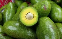 Sẽ đưa quả bơ vào thị trường Hoa Kỳ