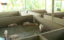 Hậu Giang phát hiện thêm một ổ dịch tả lợn châu Phi