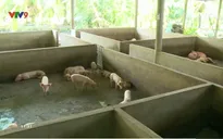 Hậu Giang sắp công bố dịch tả heo châu phi trên địa bàn huyện Châu Thành
