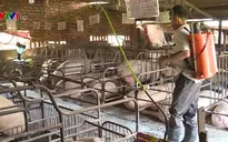 Đăk Lăk triển khai nhiều phương án phòng chống dịch tả lợn châu Phi